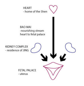 bao-mai-heart-uterus-connection1